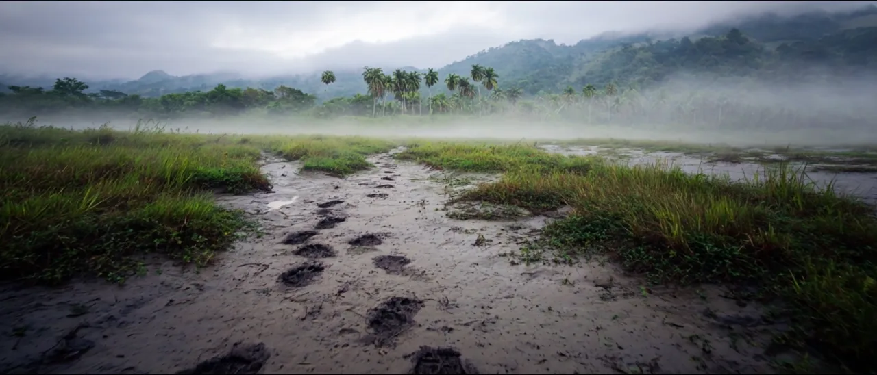 Footprints Across Deep Time